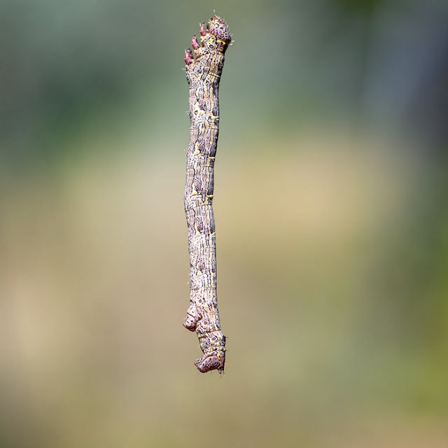 Sospeso sotto un melo: Lycia hirtaria - Geometridae